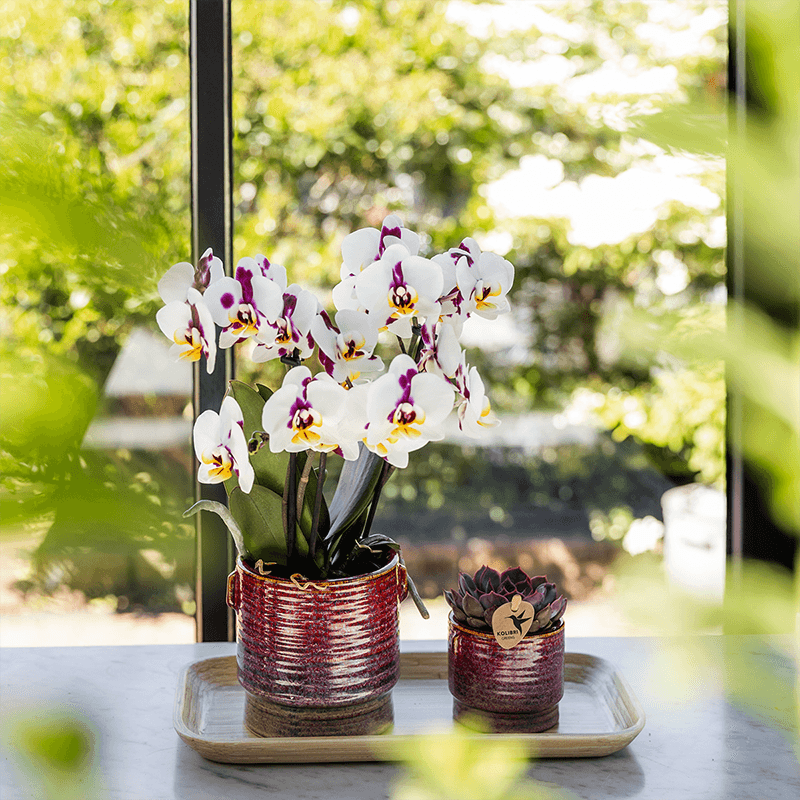 Aura Pflanztopf – Ø9cm – Retro Blumentopf im Bold Seventies Stil – Keramik Übertopf mit Henkeln – Dekorativer Blumentopf für Zimmerpflanzen