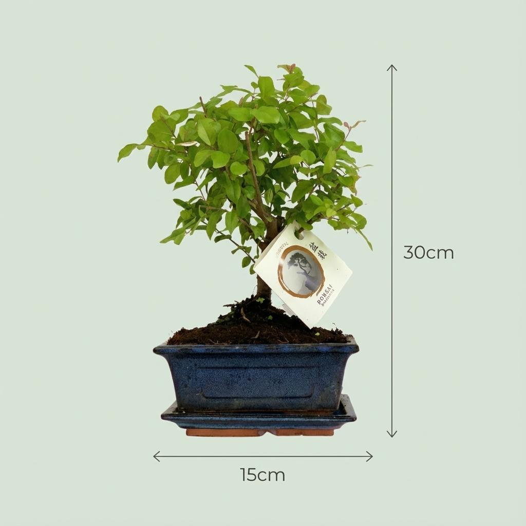 Bonsai Baum mit kugelförmiger Krone Höhe 25-30cm – Klassischer Miniaturbaum in dekorativer Keramikschale – Elegante Zimmerpflanze für Wohnraum & Büro