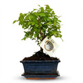 Bonsai Baum mit kugelförmiger Krone Höhe 25-30cm – Klassischer Miniaturbaum in dekorativer Keramikschale – Elegante Zimmerpflanze für Wohnraum & Büro