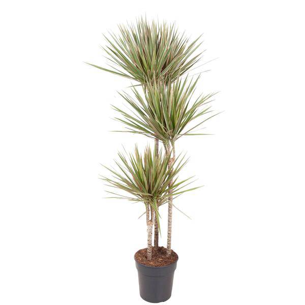 Drachenbaum Zimmerpflanze Ø24cm ↕150cm – pflegeleichte Grünpflanze für Wohnzimmer, Büro & helle Standorte kaufen