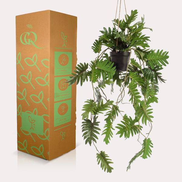 Kunstpflanze Philodendron – Hängepflanze 80cm – Täuschend echt & pflegefrei – Dekorative Kunst – Zimmerpflanze für Wohnzimmer, Büro & kleine Räume