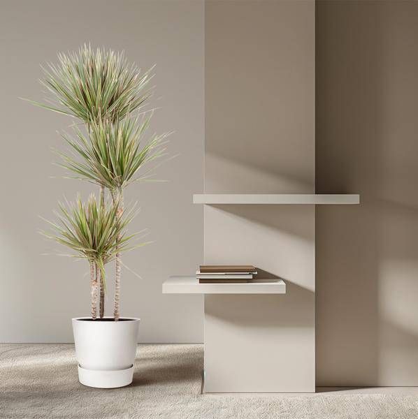 Drachenbaum Zimmerpflanze Ø24cm ↕150cm – pflegeleichte Grünpflanze für Wohnzimmer, Büro & helle Standorte kaufen