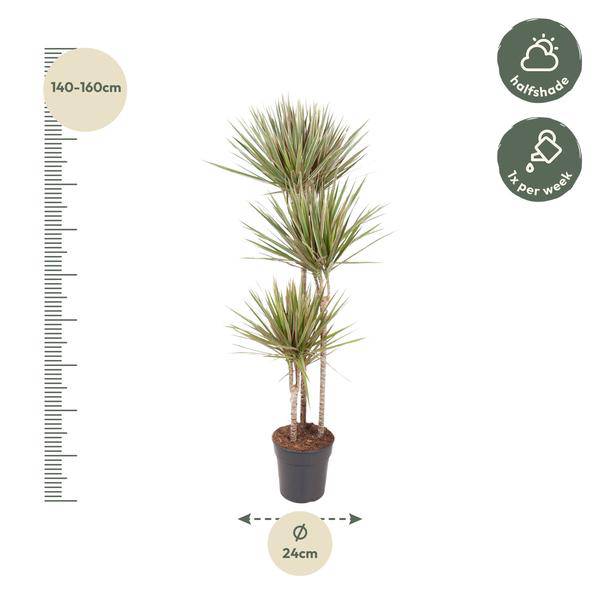 Drachenbaum Zimmerpflanze Ø24cm ↕150cm – pflegeleichte Grünpflanze für Wohnzimmer, Büro & helle Standorte kaufen