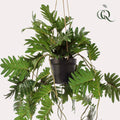 Kunstpflanze Philodendron – Hängepflanze 80cm – Täuschend echt & pflegefrei – Dekorative Kunst – Zimmerpflanze für Wohnzimmer, Büro & kleine Räume