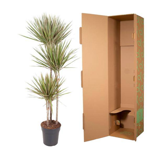 Drachenbaum Zimmerpflanze Ø24cm ↕150cm – pflegeleichte Grünpflanze für Wohnzimmer, Büro & helle Standorte kaufen